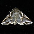 Habrosyne scripta