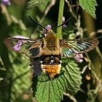 Hemaris tityus