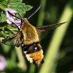 Hemaris tityus