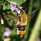 Hemaris tityus