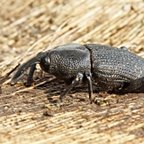 Homalinotus coriaceus