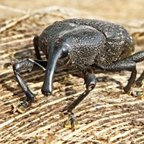 Homalinotus coriaceus