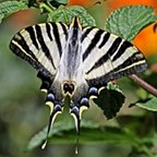 Iphiclides podalirius feisthamelii