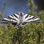 Iphiclides podalirius feisthamelii