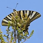 Iphiclides podalirius feisthamelii