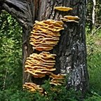 Laetiporus sulphureus