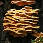 Laetiporus sulphureus