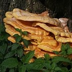 Laetiporus sulphureus