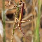 Leptysma sp.
