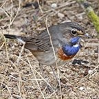 Luscinia svecica