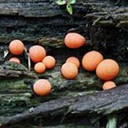 Lycogala epidendrum