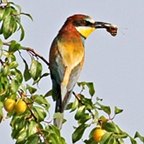 Merops apiaster