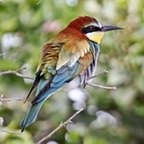 Merops apiaster