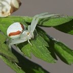 Misumena vatia