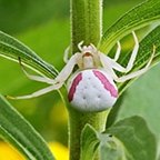 Misumena vatia