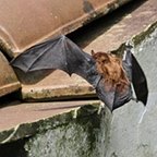 Nyctalus azoreum
