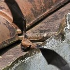 Nyctalus azoreum