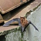 Nyctalus azoreum