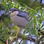 Nycticorax nycticorax