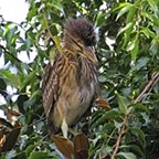 Nycticorax nycticorax