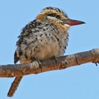 Nystalus maculatus