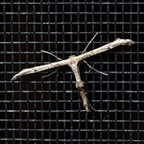 Oidaematophorus eupatorii