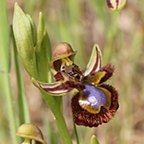 Ophrys speculum