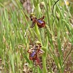 Ophrys speculum