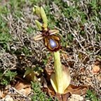 Ophrys speculum