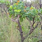 Palicourea rigida