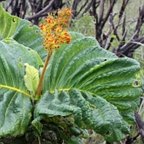 Palicourea rigida