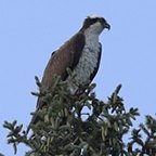 Pandion haliaetus