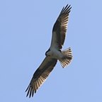 Pandion haliaetus