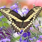 Papilio cresphontes