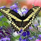 Papilio cresphontes