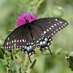 Papilio polyxenes