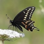 Papilio polyxenes