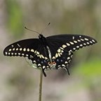 Papilio polyxenes