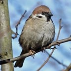 Passer montanus