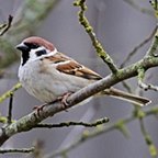 Passer montanus