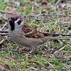 Passer montanus