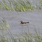 Phalaropus tricolor