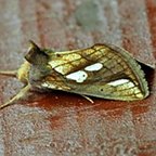 Plusia festucae