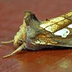 Plusia festucae