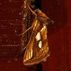 Plusia festucae