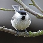 Poecile palustris