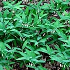 Polygonatum odoratum