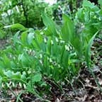 Polygonatum odoratum