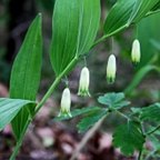 Polygonatum odoratum