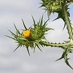 Scolymus maculatus